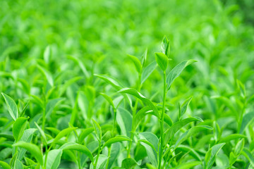 Fototapeta premium Top of fresh raw green tea leaf in plantation farm