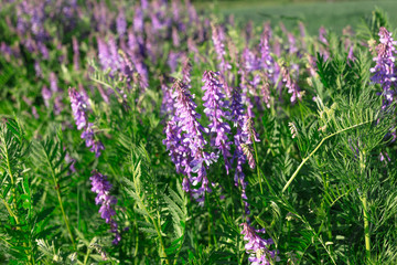 Vicia cracca - beautiful springtime field flowers.