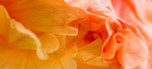 Close up of hibiscus sinensis - selected focus - text space