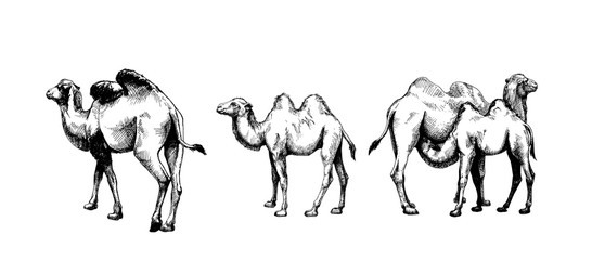 Set of graphic female camel and young of camel