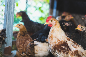 Chickens on the farm. Toned, style, color photo