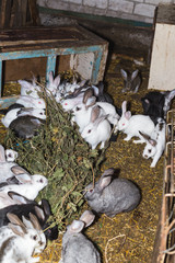 Breeding a large group of rabbits in a small shed.