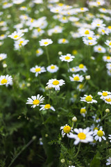 Fototapeta premium Wild chamomile flowers on a field. Beautiful bokeh background.