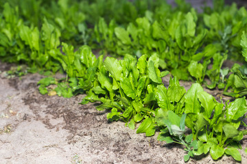 The first spring sorrel in the garden