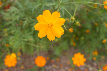 Orange and yellow Sulfur cosmos flowers in garden