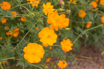 Orange and yellow Sulfur cosmos flowers in garden