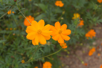 Orange and yellow Sulfur cosmos flowers in garden