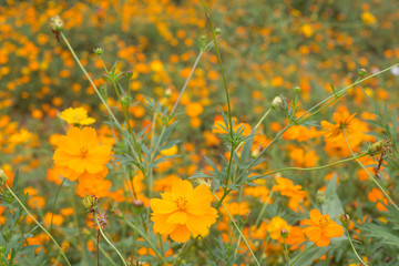 Orange and yellow Sulfur cosmos flowers in garden