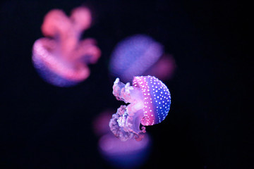 White-spotted jellyfish (Phyllorhiza punctata), also known as the Australian spotted jellyfish