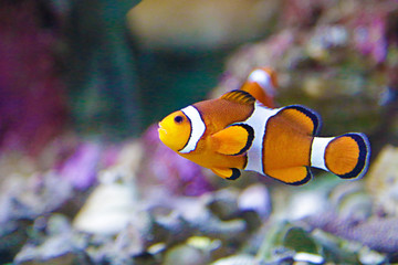 Clownfish (amphiprioninae), also known as anemonefish