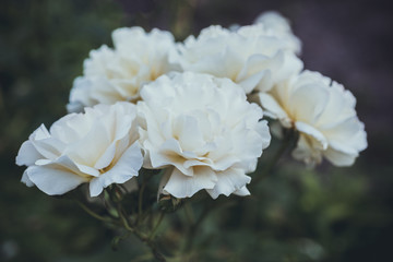 White roses close-up in nature