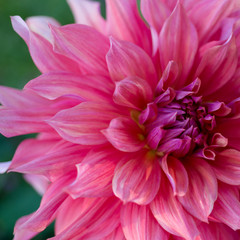 Pink Dahlia Flower Close-up