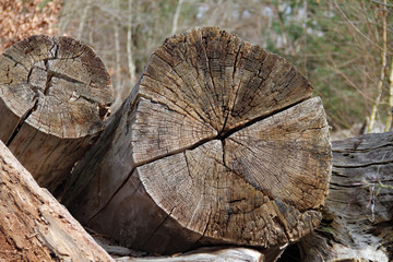 Naklejka premium Baum-Querschnitt