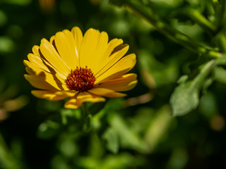 yellow daisy flower with defocus green background