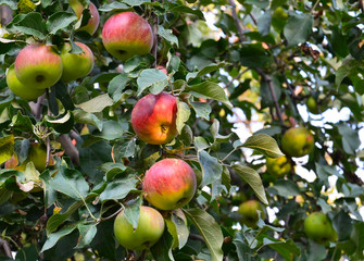 Red and green apples growing on a tree in organic  orchard.Garden fruits.Autumn harvest, gardening, healthy food,vegetarian or dieting concept.