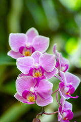 Naklejka na ściany i meble Violet orchids, flower detail in spring.