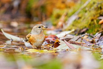 beautiful northern bird among fallen leaves in a forest puddle