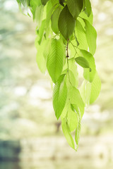 A background or backdrop of hanging green with a blurred, near white background.
