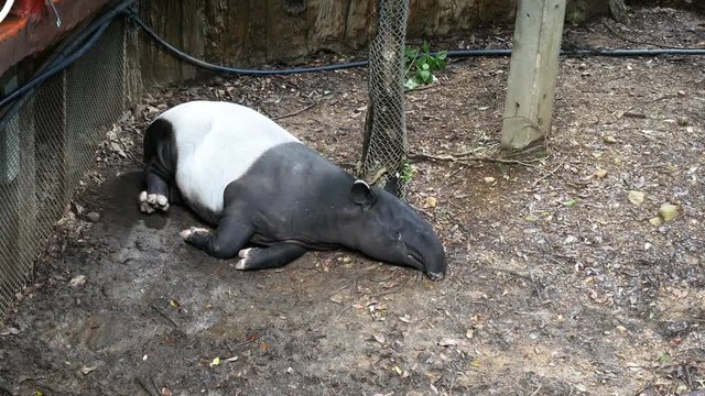 Tapir lying on the ground in the Night safari zoo, Chiang Mai.