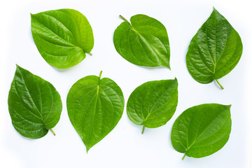 Fototapeta na wymiar Green betel leaves, Fresh piper betle on white background