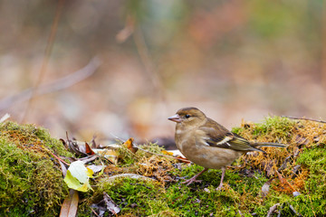 finch stands among autumn colors