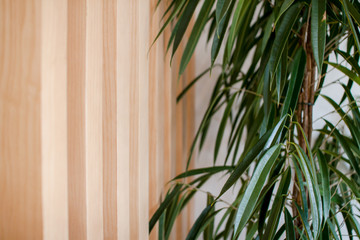 large beautiful green houseplant with narrow juicy leaves in a wooden pot