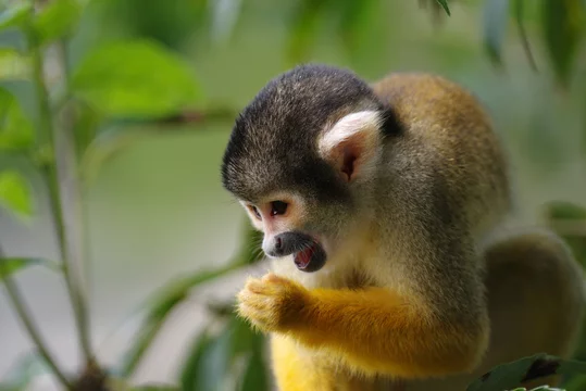かわいい リスザル Stock 写真 Adobe Stock