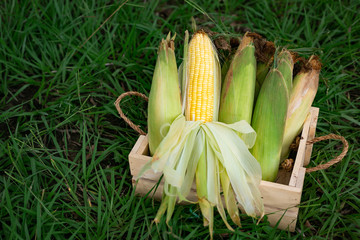 The old organic corn  In wooden baskets