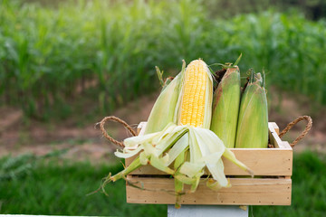 The old organic corn  In wooden baskets