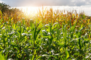 Obraz premium Corn plants