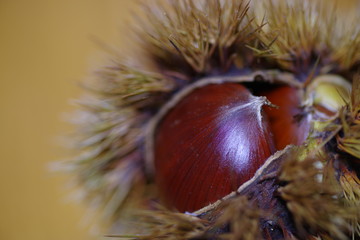 毬栗　秋の味覚