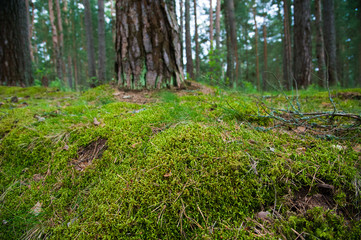 Forest Soil with Grass