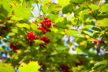Red viburnum berry on the branch