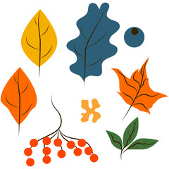 Beautiful autumn leaves of different colors. Icon 