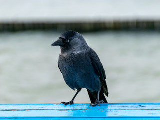 view with beautiful black bird close up