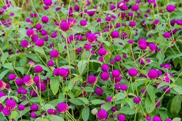Purple flowers, purple marigolds in a flower bed closeup. Flowers at sunset, soft focus.