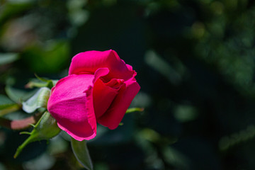 Red roses bloom in the rose garden on the background of red roses flowers in the sunset. Soft focus.
