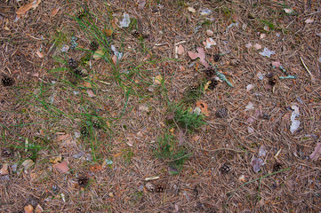 Pine cones on the road in the forest