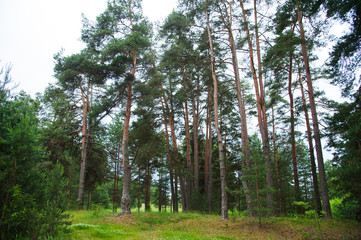 Obraz premium Summer Pine Forest