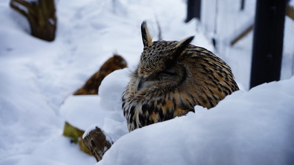 owl in snow