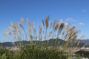 青空に映えるススキ