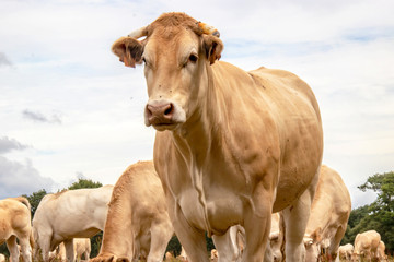Vaches blonde d'Aquitaine au pré	