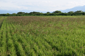 ケイヌビエ 強害雑草