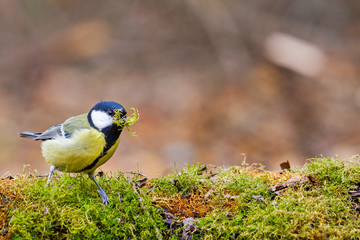 tit with moss in its beak among autumn colors