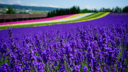 Fototapeta premium lavender field in provence france