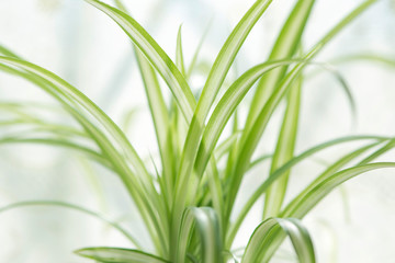 オリズルラン-1