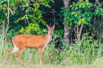 Portrait of  red deer  in Autumn Fall forest