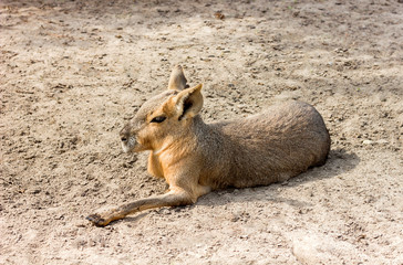 cute Patagonian mara (Dolichotis patagonum) having rest in the sand