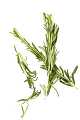 Several sprigs of rosemary on a white background