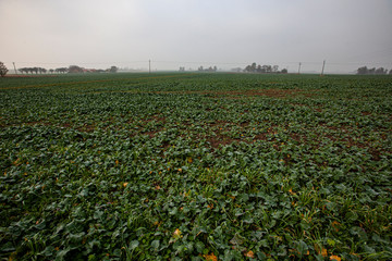 green crops in agriculture field, sugar beets